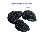 Jasminocereus thouarsii.jpg